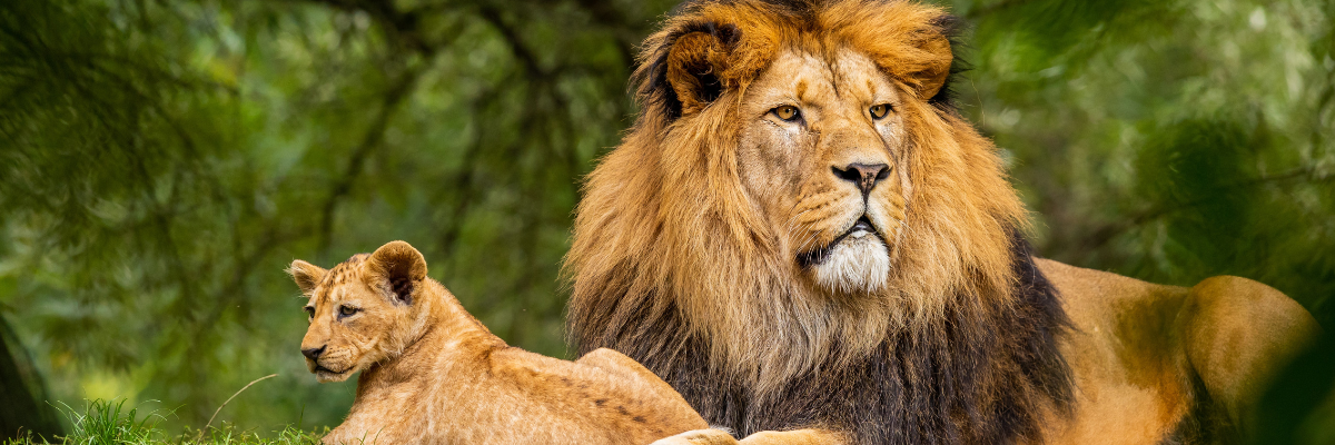 Kru Lion