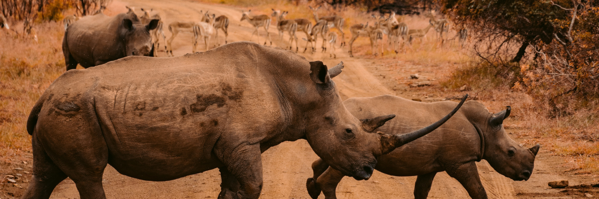 Rhino