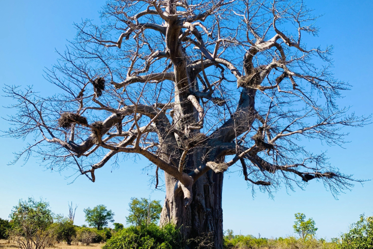 Madagascar: Sainte Marie