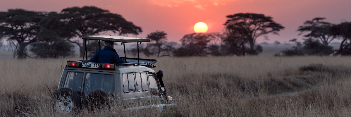 sunset in the wild