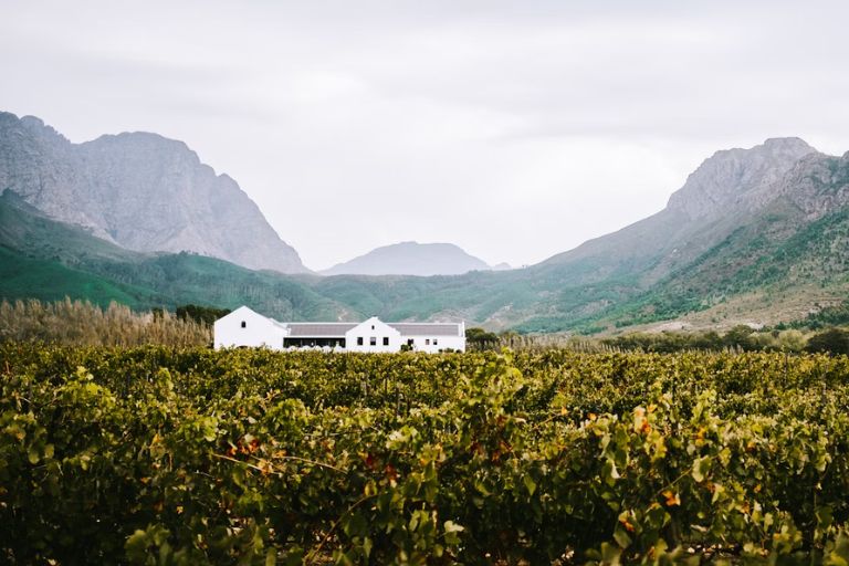 Wine & City – Cape Town
