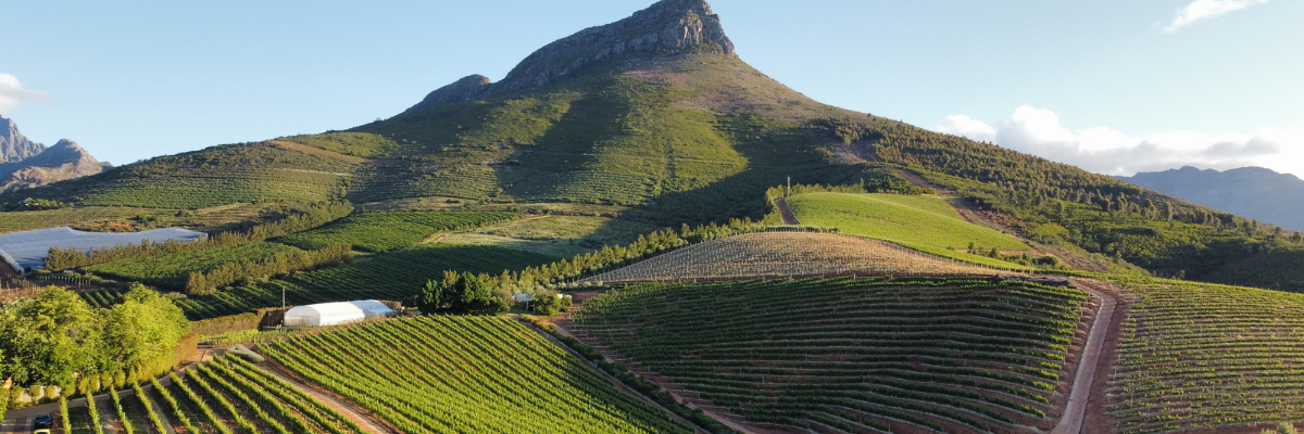 wineland 1