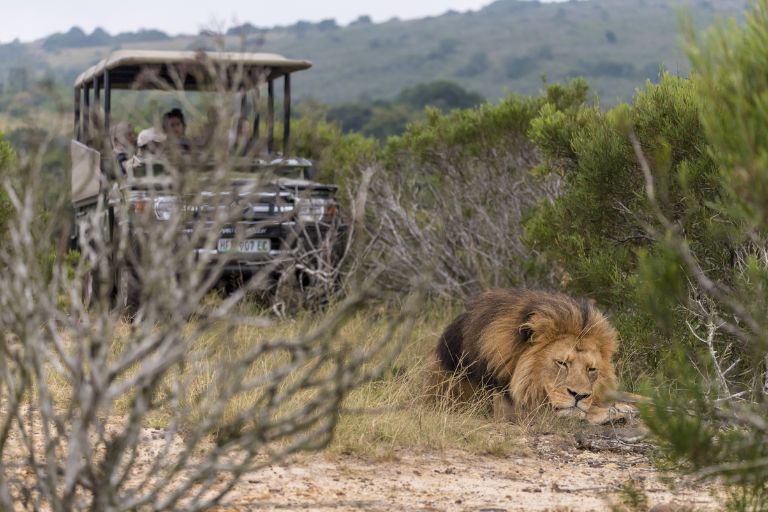 Kwantu Safari & Cape Town