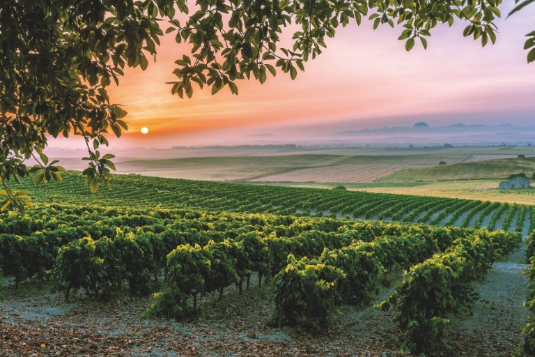 Spain’s Wine Regions: A Guide to Rioja, Ribera del Duero, and Beyond