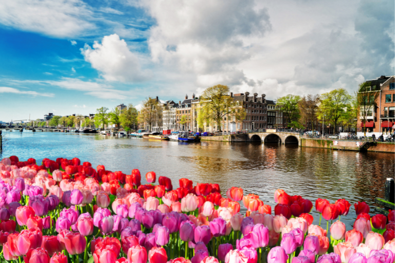 Celebrate Among the Tulips Amsterdam