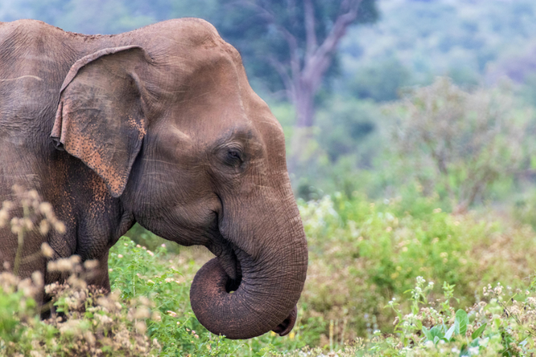Sri Lanka Explorer – 9 Days